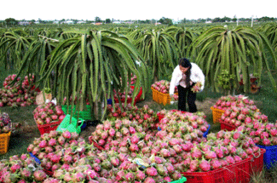 Récolte des fruits du dragon à Binh Thuân. (Source : CPV)